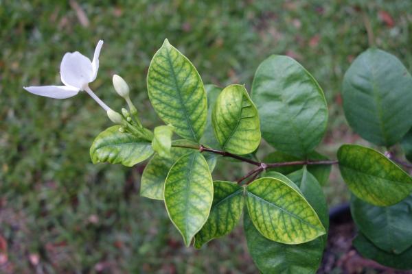 iron deficiency-plants leaves show yellowing between veins